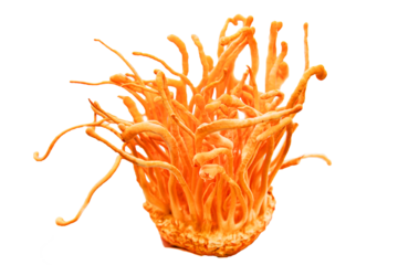Cordyceps mushroom transparent