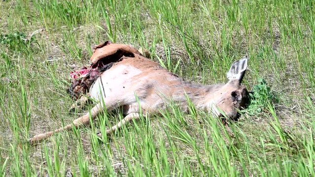 Deer roadkill