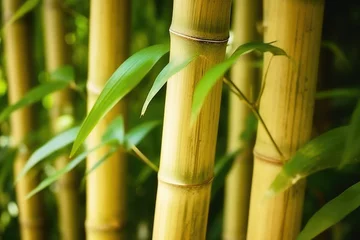 Fotobehang Lush Bamboo Forest with Detailed Trunks © Andrii 