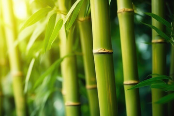 Fototapeta na wymiar Bamboo Wonderland: A Detailed Look