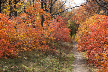 Autumn forest on sunny September day. Forest path going deep into the forest. Bright red and yellow colors of autumn. Selective focus