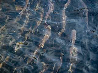 Amberforellen im Fischbecken