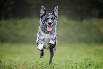Dog black and white running through the meadow