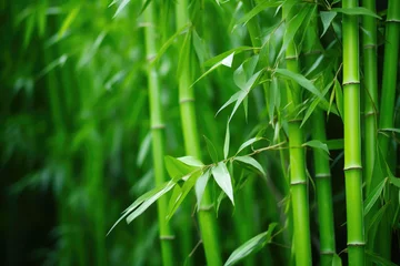 Abwaschbare Fototapete Grün Mystical Green Bamboo Woods
