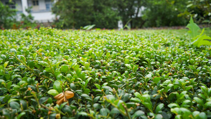A close-up of lush green plant leaves