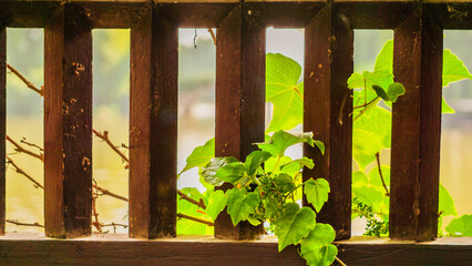 Plants covering the fence