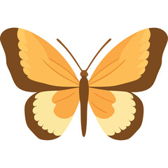 yellow butterfly with wings open