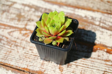 Naklejka premium Sempervivum rojnik ogrodowy