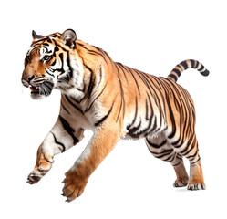 Indian tiger on transparent background PNG