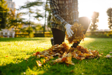 Close-up of gloved hands collecting yellow fallen leaves on a lawn in a park. Collection of fallen yellow leaves. Concept of cleaning, volunteering.