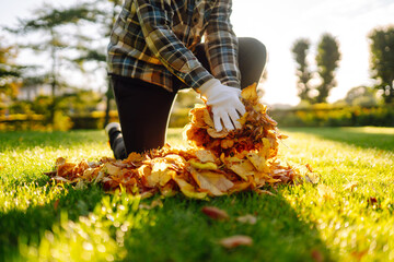 Fototapeta na wymiar Close-up of gloved hands collecting yellow fallen leaves on a lawn in a park. Collection of fallen yellow leaves. Concept of cleaning, volunteering.