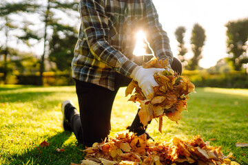 Close-up of gloved hands collecting yellow fallen leaves on a lawn in a park. Collection of fallen...