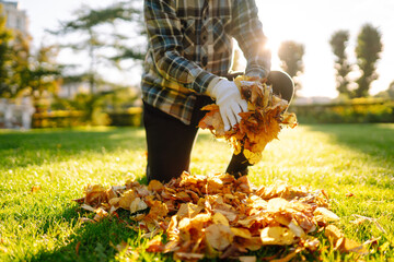 Close-up of gloved hands collecting yellow fallen leaves on a lawn in a park. Collection of fallen...