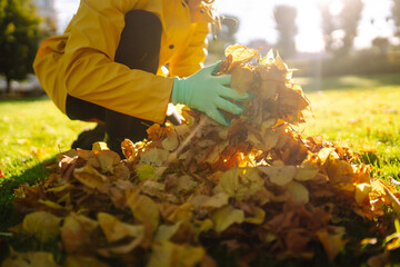 Close-up of gloved hands collecting yellow fallen leaves on a lawn in a park. Collection of fallen...
