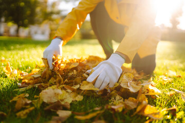 Close-up of gloved hands collecting yellow fallen leaves on a lawn in a park. Collection of fallen yellow leaves. Concept of cleaning, volunteering.