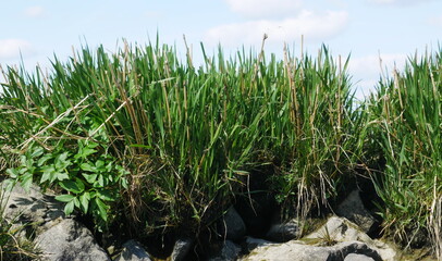 cut reed grass on the stony bank of a river