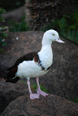 White Duck Balanced on a Large Rock