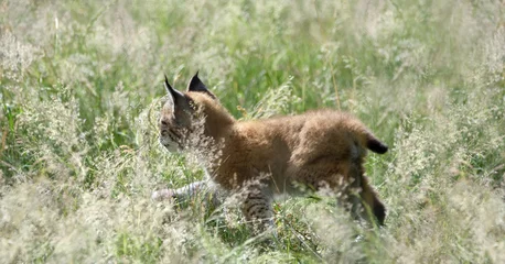 Fotobehang A Baby Lynx © Leny Silina Helmig