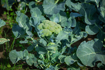 healthy broccholi growing on the field