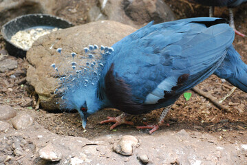 Side Profile of a Blue Victoria Crowned Pigeon