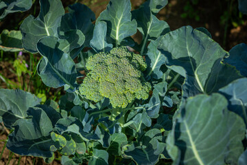 broccoli vegetable growing on the field