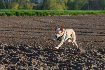 podenco dog running over a empty field