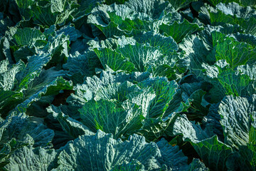 savoy cabbage with big wrinkeled leafs