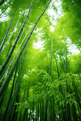Low angle view of green reeds in a bamboo forest