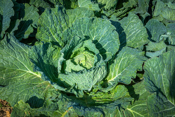 healthy savoy cabbage plant growing on the field