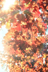 Beautiful leaves on tree lit by sun rays,  autumn leaves background, colorful autumnal leaves in autumn