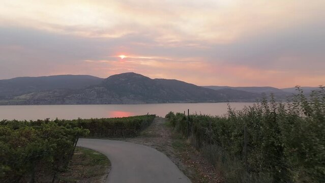 aerial footage of vine rows at sunset with Okanagan lake in the background. High quality 4k footage