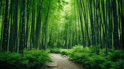 Obraz premium Lush greens and strong vertical lines of trees in a bamboo grove.
