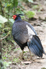Khalij pheasant