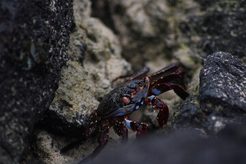 crab on the beach