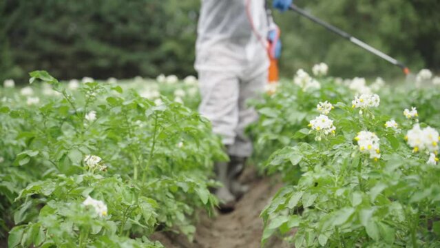 a worker in protective clothing performs preventive use of chemicals, fungicides and a growth regulator, poisons paralyze pests, potato processing prevents the appearance of larvae.