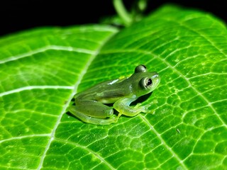 green frog on leaf