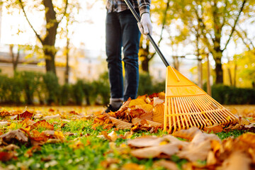 Man in his hands with a fan-shaped yellow rake collects fallen autumn leaves in the park. A rake and a pile of leaves on the lawn. Autumn cleanliness in the garden yard.