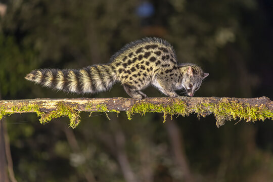 Common Genet in dark forest