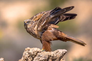 Marsh harrier male