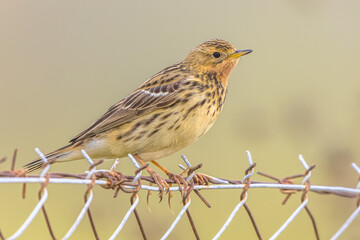 Red-throated pipit migratory bird