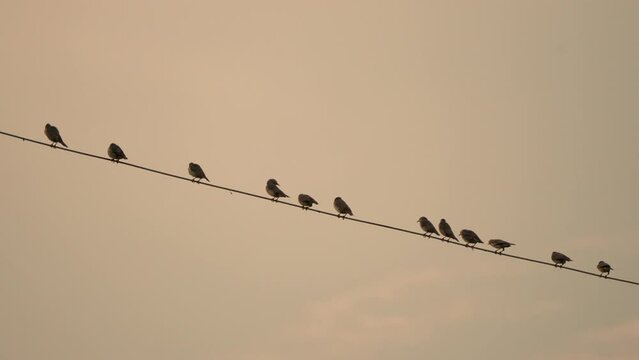 Flock of bird flying and perching on electric wire in the evening