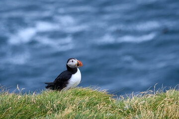 atlantic puffin or common puffin