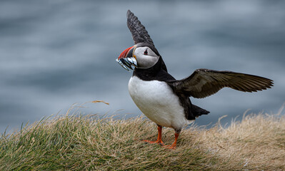 atlantic puffin or common puffin with fish in beak