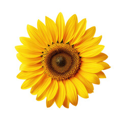 Fototapeta premium sunflower isolated on white