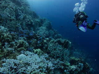 Naklejka na ściany i meble Diver next to a reef