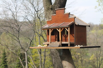 Bird Feeder Nestled Amongst Park's Serene Pine Trees. Rustic Bird Feeder Adorned by Park's Serene Pine. Birdhouse Delight Amidst Park's Beauty