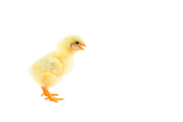 little chick isolated on white background with copy space