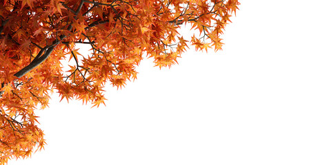 Close up autumn leaves on the tree