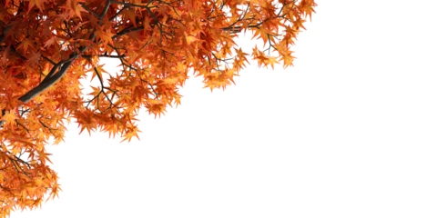 Close up autumn leaves on the tree