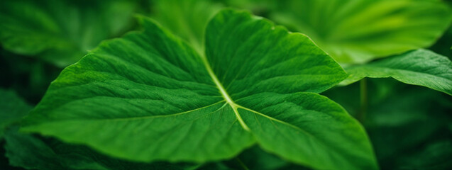 leaf texture, foliage nature on a green background, green, grass, vegetation